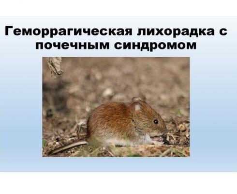 ПАМЯТКА: ПРОФИЛАКТИКА ГЕМОРРАГИЧЕСКОЙ ЛИХОРАДКИ С ПОЧЕЧНЫМ СИНДРОМОМ (ГЛПС) ПАМЯТКА: ПРОФИЛАКТИКА ГЕМОРРАГИЧЕСКОЙ ЛИХОРАДКИ С ПОЧЕЧНЫМ СИНДРОМОМ (ГЛПС)